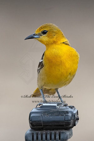 Icterus cucullatus  HOODED ORIOLE 3033358z