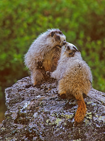 Marmota calligata  HOARY MARMOT 235025z