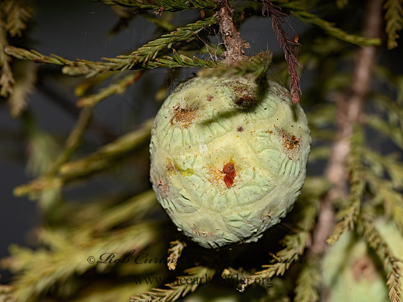 Taxodium distichum  BALD CYPRESS 3025939-z