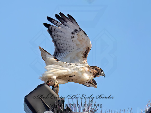 Buteo jamaicensis RED-TAILED HAWK 9084304z
