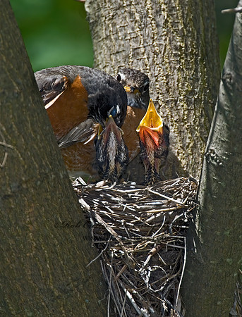 Turdus migratorius  AMERICAN ROBIN 6006199z