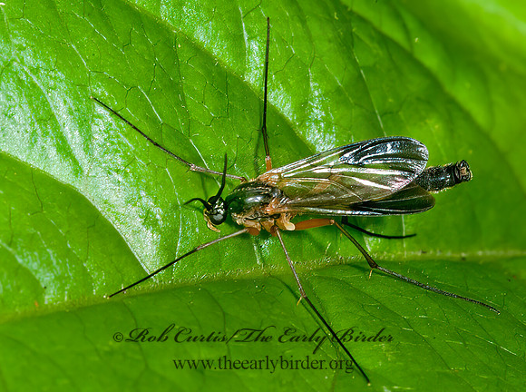 Platyura manteri  PREDATORY FUNGUS GNAT 8034550z