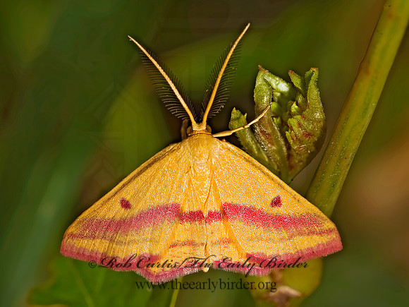 Haematopis grataria CHICKWEED GEOMETER 8017021z