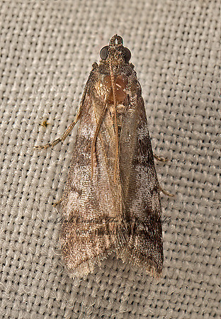 Sciota subfuscella~  PHYCITINI PYRALID MOTH 9050461z