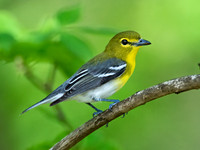Vireo flavifrons YELLOW-THROATED VIREO 9021879z