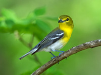 Vireo flavifrons YELLOW-THROATED VIREO 9021883z