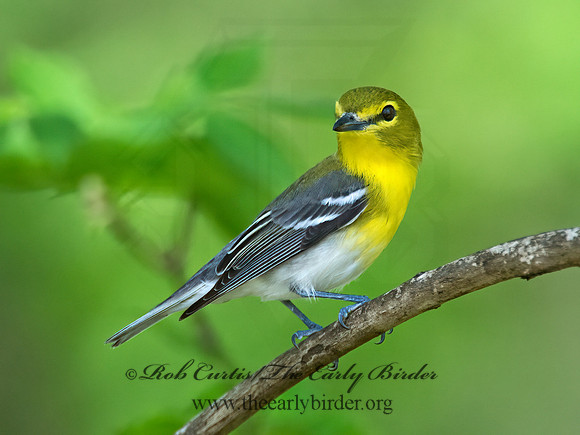 Vireo flavifrons  YELLOW-THROATED VIREO 9021883z