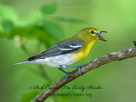 Vireo flavifrons  YELLOW-THROATED VIREO 9021874z