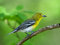Vireo flavifrons YELLOW-THROATED VIREO 9021884z