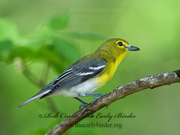 Vireo flavifrons  YELLOW-THROATED VIREO 9021884z