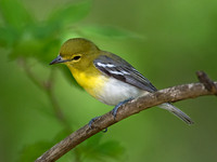 Vireo flavifrons YELLOW-THROATED VIREO 9021886z