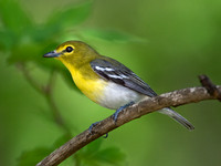 Vireo flavifrons YELLOW-THROATED VIREO 9021888z