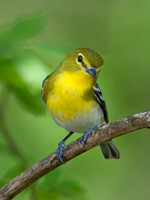 Vireo flavifrons YELLOW-THROATED VIREO 9021890z