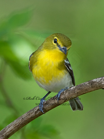 Vireo flavifrons  YELLOW-THROATED VIREO 9021890z