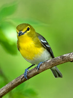 Vireo flavifrons YELLOW-THROATED VIREO 9021892z