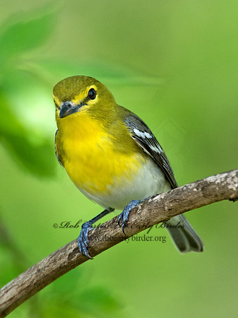 Vireo flavifrons  YELLOW-THROATED VIREO 9021892z