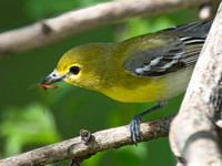 Vireo flavifrons YELLOW-THROATED VIREO 9021894z