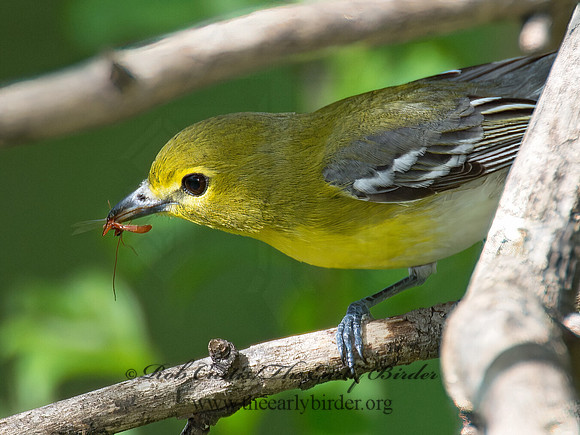 Vireo flavifrons  YELLOW-THROATED VIREO 9021894z