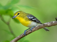 Vireo flavifrons YELLOW-THROATED VIREO 9021893z