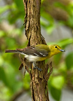 Vireo flavifrons YELLOW-THROATED VIREO 8012834z