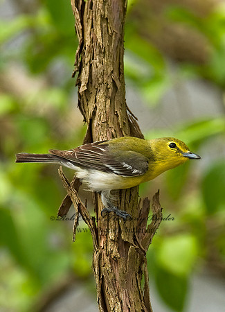 Vireo flavifrons  YELLOW-THROATED VIREO 8012834z