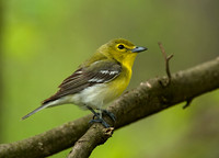 Vireo flavifrons YELLOW-THROATED VIREO 8012839z