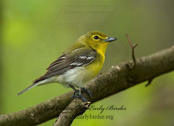 Vireo flavifrons  YELLOW-THROATED VIREO 8012839z