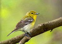 Vireo flavifrons YELLOW-THROATED VIREO 8012842z
