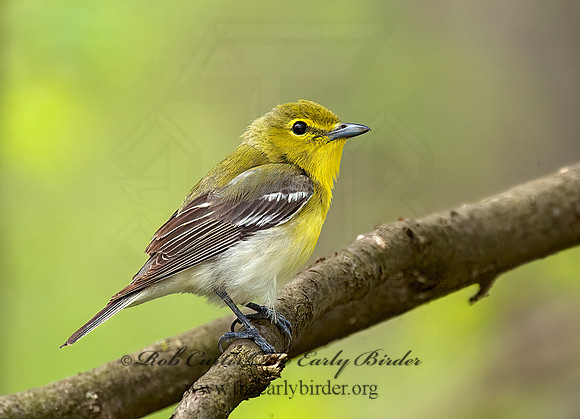 Vireo flavifrons  YELLOW-THROATED VIREO 8012842z