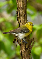 Vireo flavifrons YELLOW-THROATED VIREO 8012833z