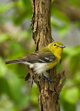 Vireo flavifrons  YELLOW-THROATED VIREO 8012833z