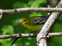 Vireo flavifrons YELLOW-THROATED VIREO 9021897z