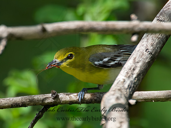 Vireo flavifrons  YELLOW-THROATED VIREO 9021897z