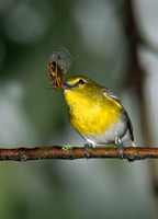Vireo flavifrons YELLOW-THROATED VIREO 6006710z