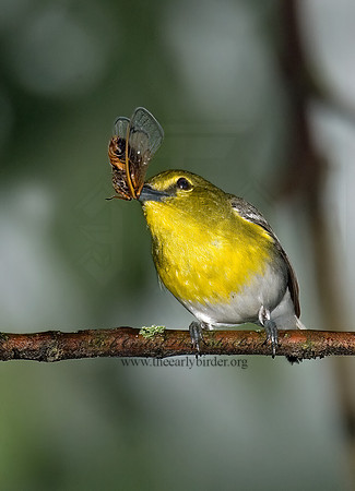 Vireo flavifrons  YELLOW-THROATED VIREO 6006710z