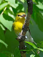 Vireo flavifrons YELLOW-THROATED VIREO 9021870z