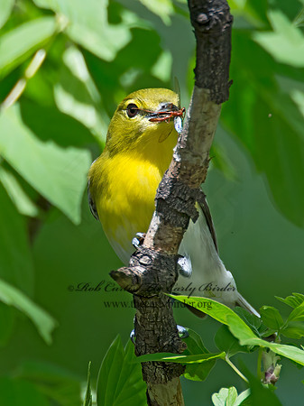 Vireo flavifrons  YELLOW-THROATED VIREO 9021870z