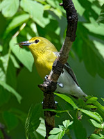 Vireo flavifrons YELLOW-THROATED VIREO 9021872z