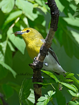 Vireo flavifrons  YELLOW-THROATED VIREO 9021872z