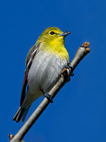 Vireo flavifrons YELLOW-THROATED VIREO 1301856z
