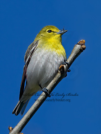 Vireo flavifrons  YELLOW-THROATED VIREO 1301856z
