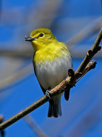 Vireo flavifrons  YELLOW-THROATED VIREO 1301875z
