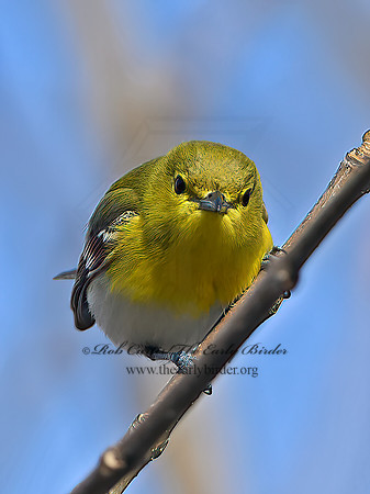 Vireo flavifrons  YELLOW-THROATED VIREO 1302001z