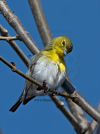 Vireo flavifrons  YELLOW-THROATED VIREO 1302049z