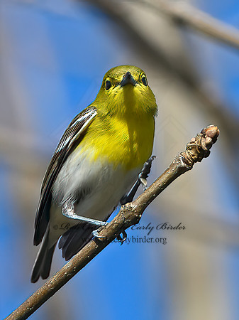 Vireo flavifrons  YELLOW-THROATED VIREO 1302085z
