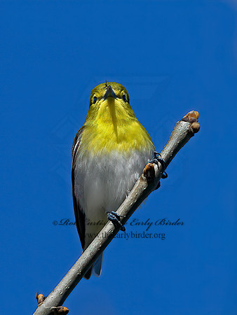 Vireo flavifrons  YELLOW-THROATED VIREO 1301857z