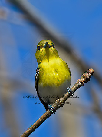 Vireo flavifrons  YELLOW-THROATED VIREO 1302087z
