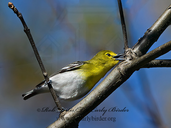 Vireo flavifrons  YELLOW-THROATED VIREO 1301842z