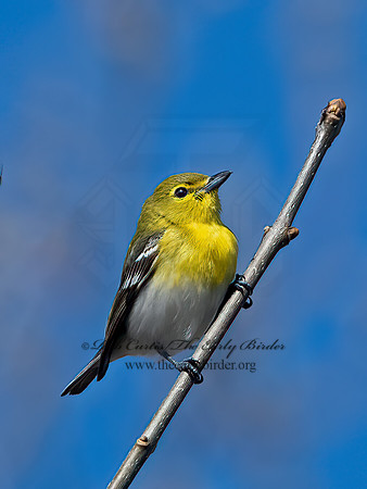 Vireo flavifrons  YELLOW-THROATED VIREO 1302104z