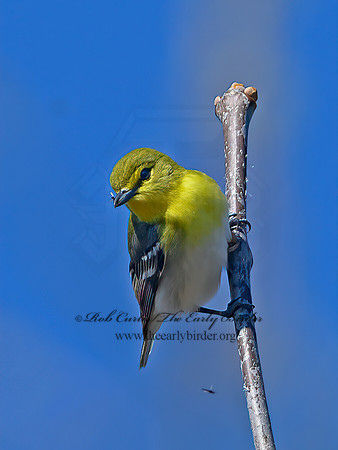 Vireo flavifrons  YELLOW-THROATED VIREO 1301863z
